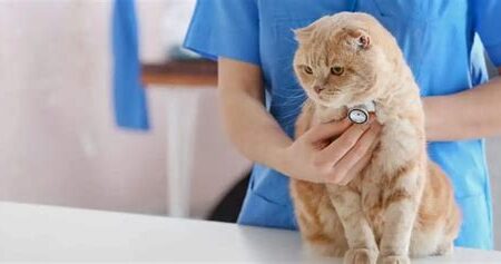 Kedi Sağlığına Dair Son Gelişmeler: Beslenme, Egzersiz ve Veteriner Bakımı