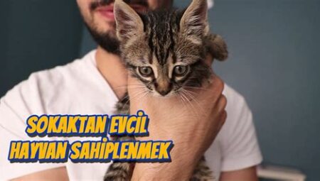 Kedi Sahiplenme Rehberi: Sokaktan Eve, Kedinizi Sahiplenirken Bilmeniz Gerekenler ve Sorumluluklar