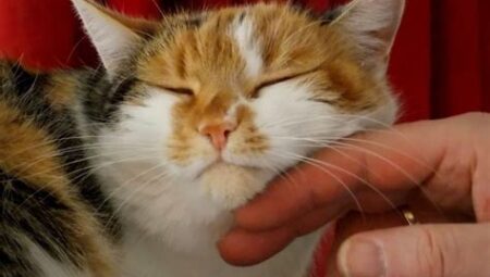 Kedi Terapisi: Kedilerin İnsan Sağlığı Üzerindeki Olumlu Etkileri ve Terapi Uygulamaları