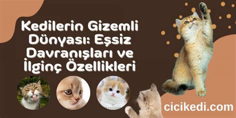 Kedilerin Gizemli Dünyası: Evcil Dostlarımızın Davranışları ve İlginç Özellikleri