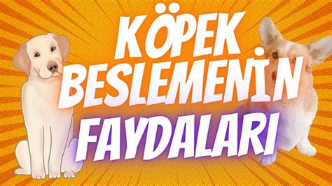 Köpek Beslemenin Faydaları: Sağlık, Mutluluk ve Sosyal Bağlar