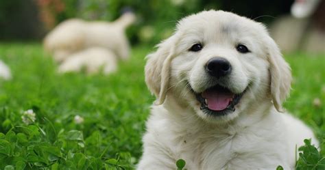 Köpek Sahiplenmenin Önemi: Sadakat, Sorumluluk ve Evde Hayvan Besleme Deneyimi